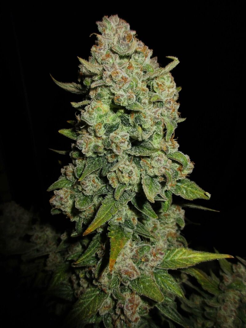 Papaya Cookies Auto, Фасовка: 3, изображение 18